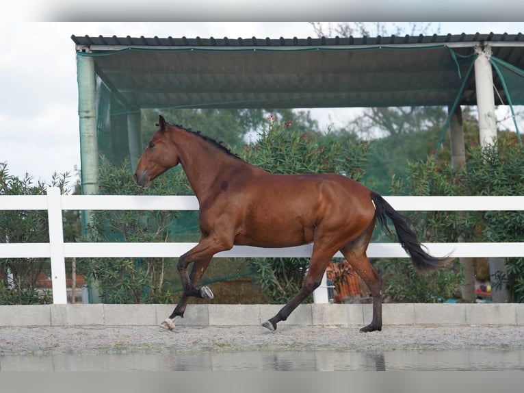 Lusitanien Jument 3 Ans 167 cm Bai cerise in Agua Derramada