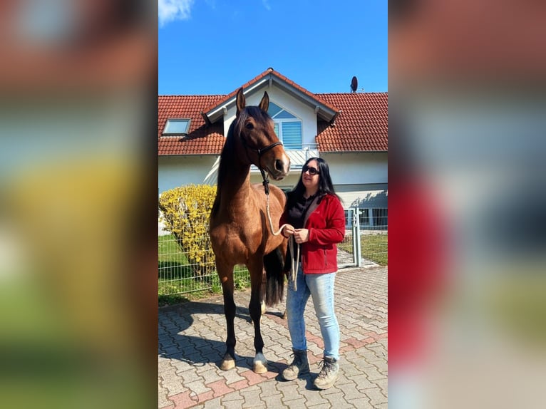 Lusitanien Jument 3 Ans 168 cm Bai brun in Fürth