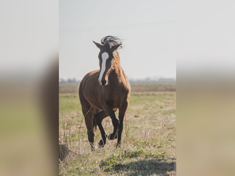Lusitanien Jument 3 Ans Bai cerise in Silkeborgs