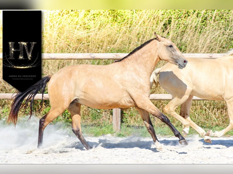 Lusitanien Jument 3 Ans Buckskin in Marly-sous-Issy