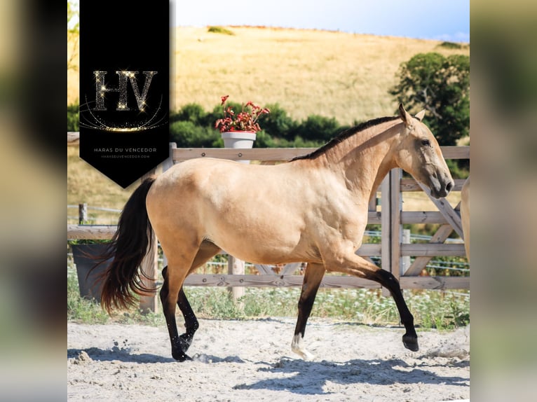 Lusitanien Jument 3 Ans Buckskin in Marly-sous-Issy