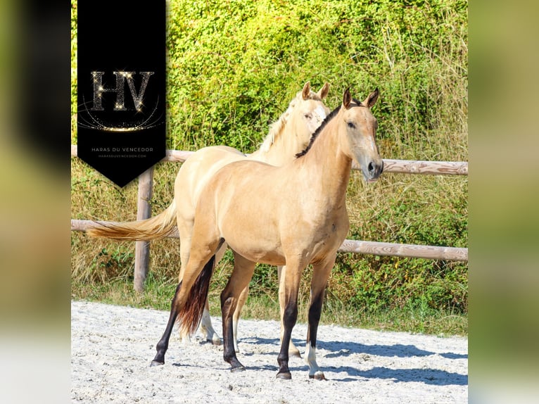 Lusitanien Jument 3 Ans Buckskin in Marly-sous-Issy