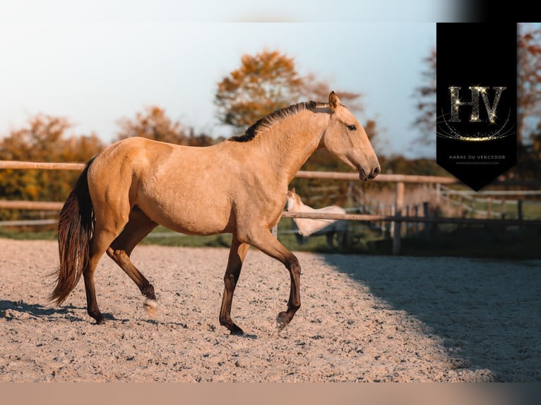 Lusitanien Jument 3 Ans Buckskin in Marly-sous-Issy