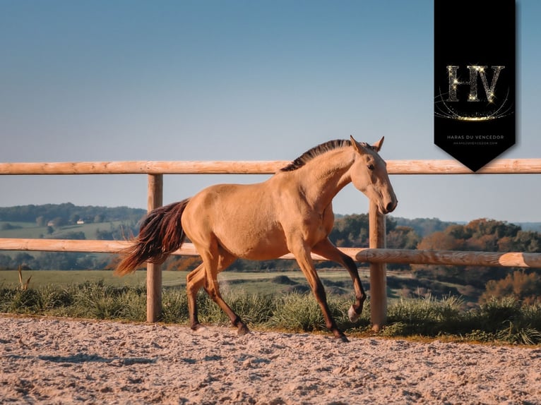 Lusitanien Jument 3 Ans Buckskin in Marly-sous-Issy