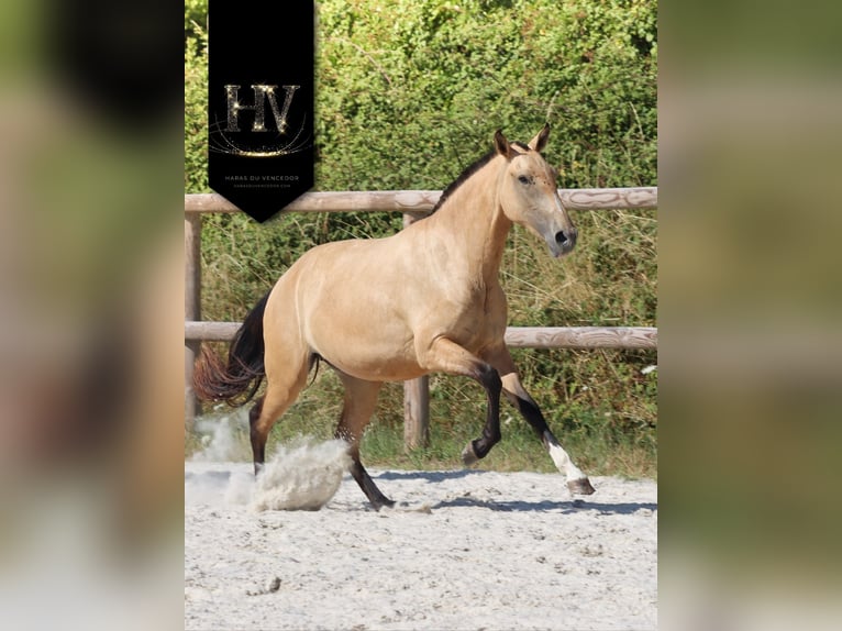 Lusitanien Jument 3 Ans Buckskin in Marly-sous-Issy