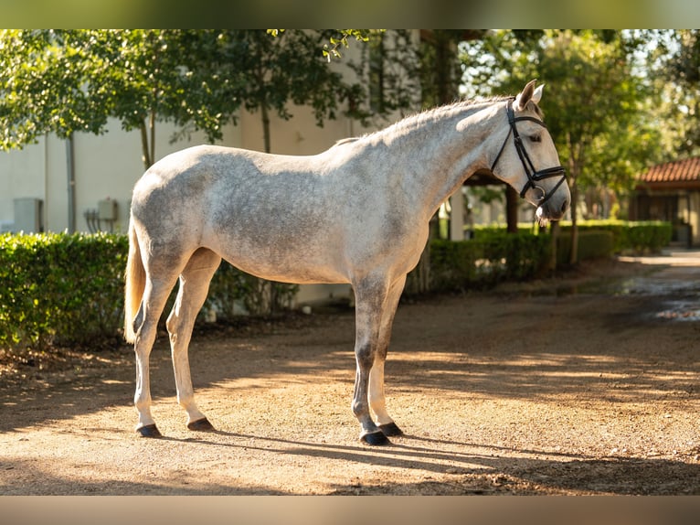 Lusitanien Jument 3 Ans Gris in Magnolia
