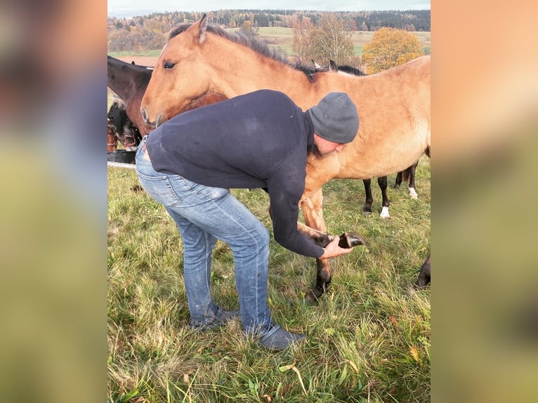 Lusitanien Jument 3 Ans Isabelle in Schleusingen