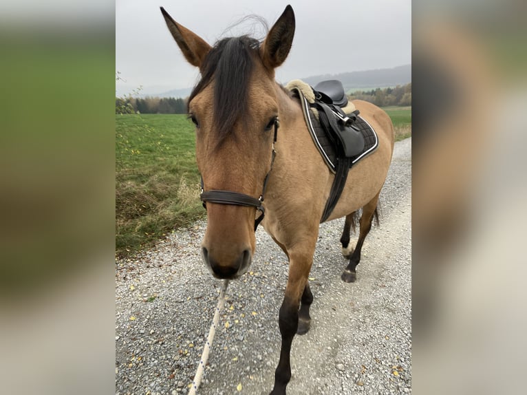 Lusitanien Jument 3 Ans Isabelle in Schleusingen