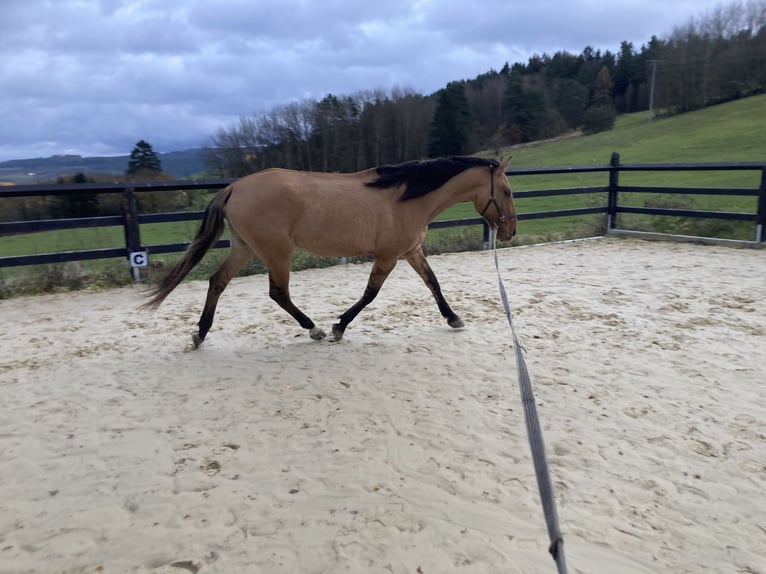 Lusitanien Jument 3 Ans Isabelle in Schleusingen