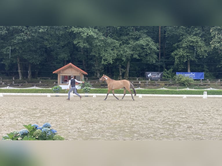 Lusitanien Jument 3 Ans Isabelle in Schleusingen