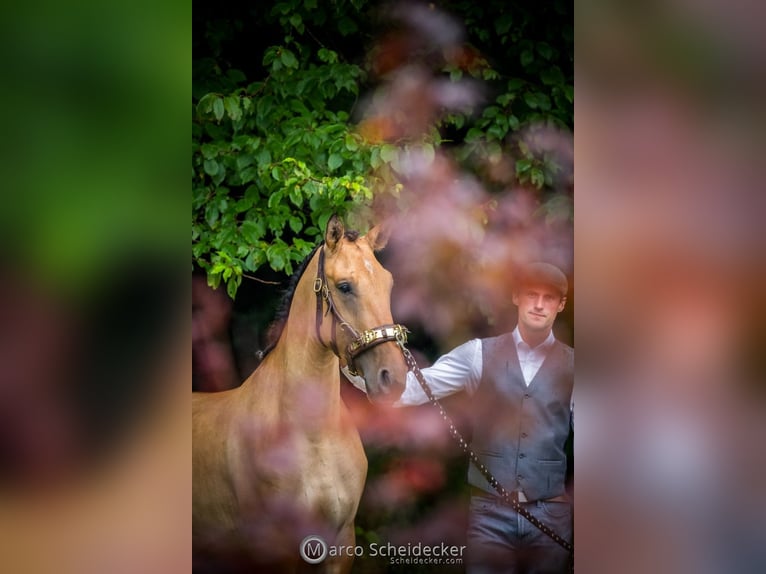 Lusitanien Jument 3 Ans Isabelle in Schleusingen