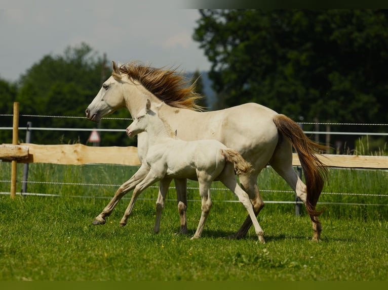 Lusitanien Croisé Jument 4 Ans 146 cm Champagne in Rödinghausen