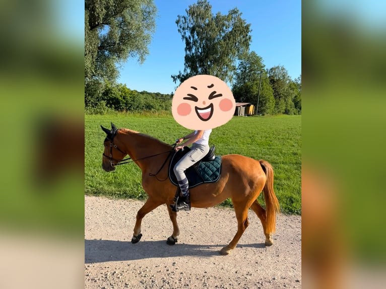 Lusitanien Croisé Jument 4 Ans 150 cm Alezan in Riedenburg
