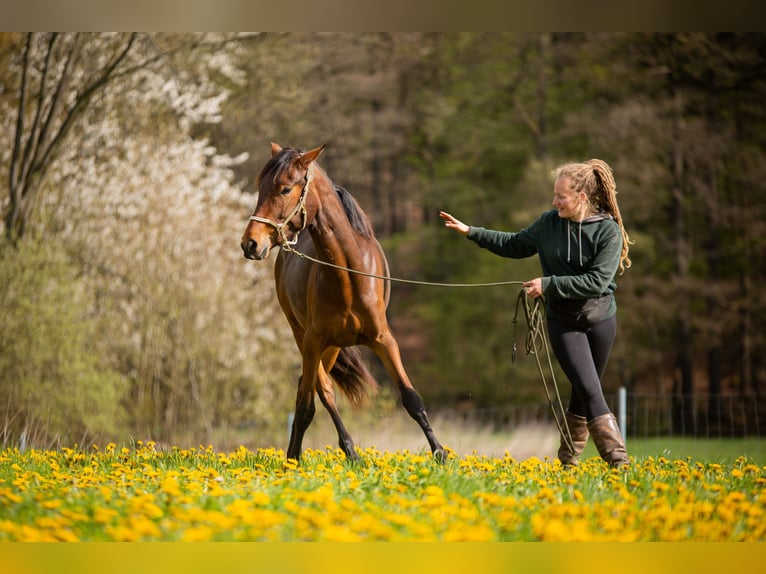 Lusitanien Jument 4 Ans 154 cm Bai in Bielefeld