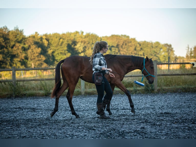 Lusitanien Jument 4 Ans 154 cm Bai in Bielefeld