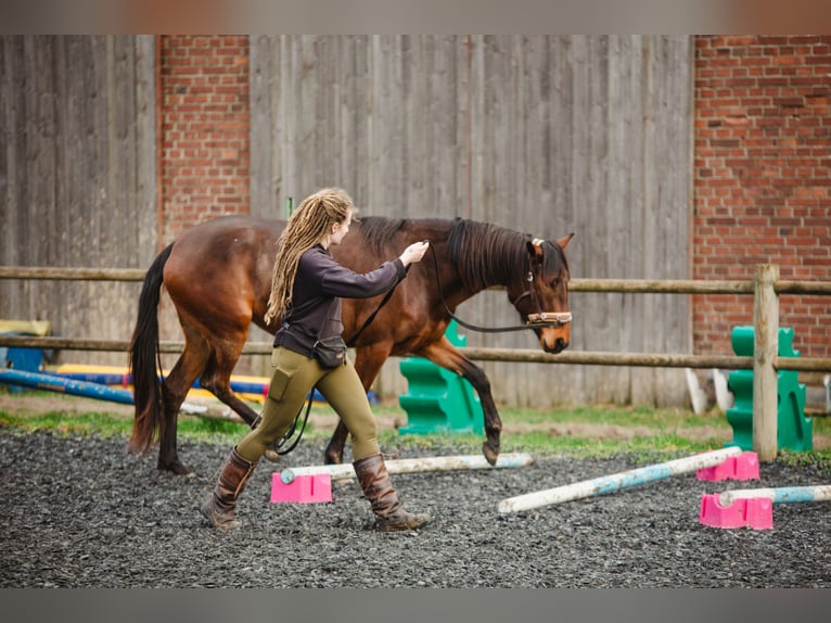 Lusitanien Jument 4 Ans 154 cm Bai in Bielefeld