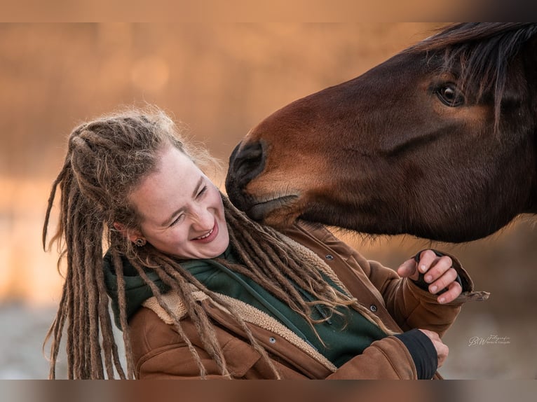 Lusitanien Jument 4 Ans 154 cm Bai in Bielefeld