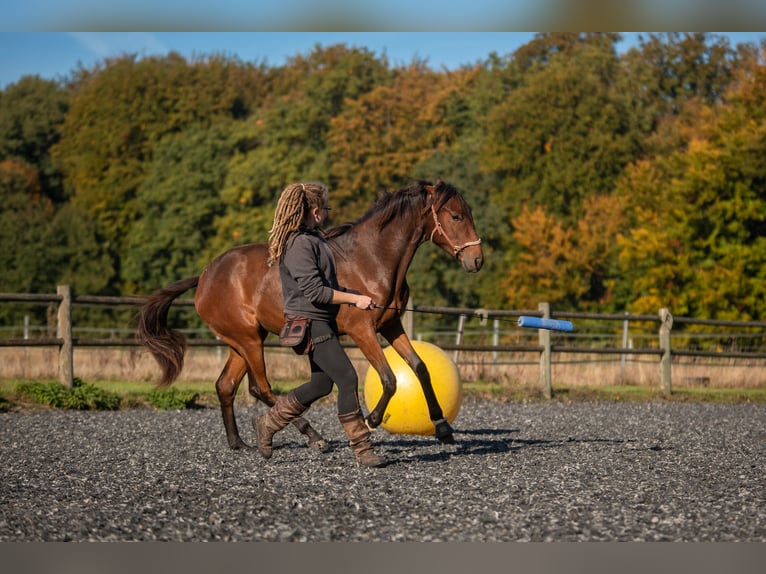 Lusitanien Jument 4 Ans 154 cm Bai in Bielefeld