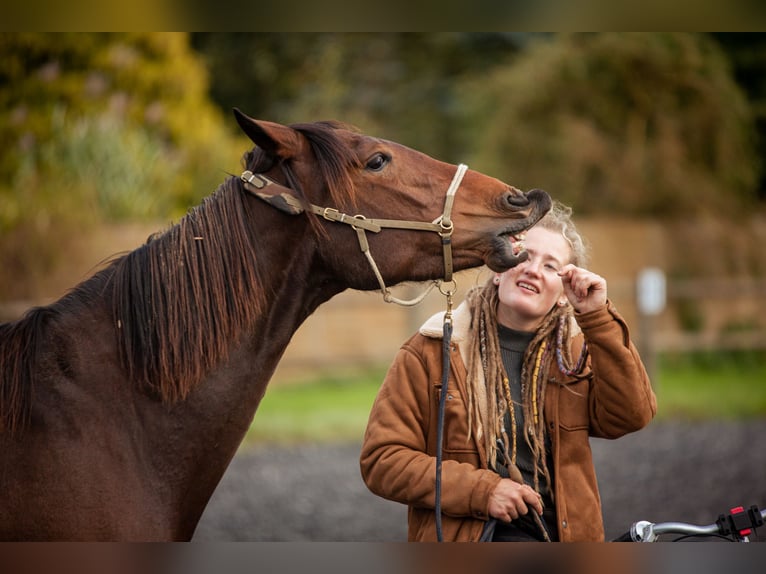 Lusitanien Jument 4 Ans 154 cm Bai in Bielefeld