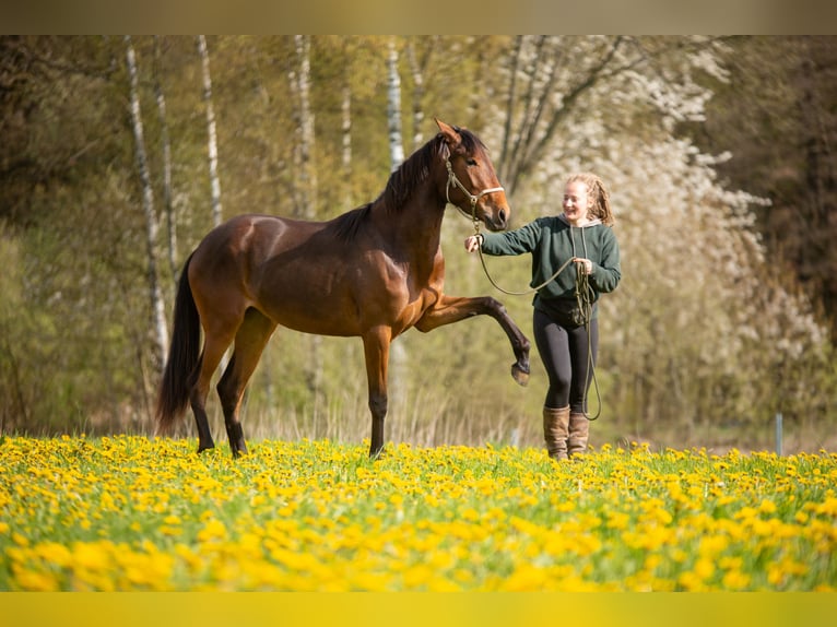 Lusitanien Jument 4 Ans 154 cm Bai in Bielefeld