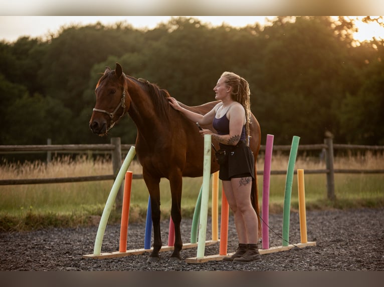 Lusitanien Jument 4 Ans 154 cm Bai in Bielefeld