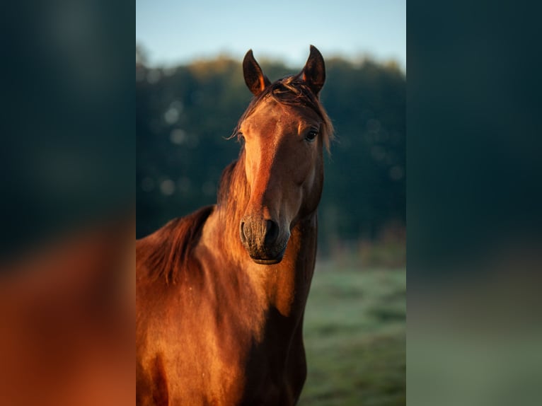 Lusitanien Jument 4 Ans 154 cm Bai in Bielefeld