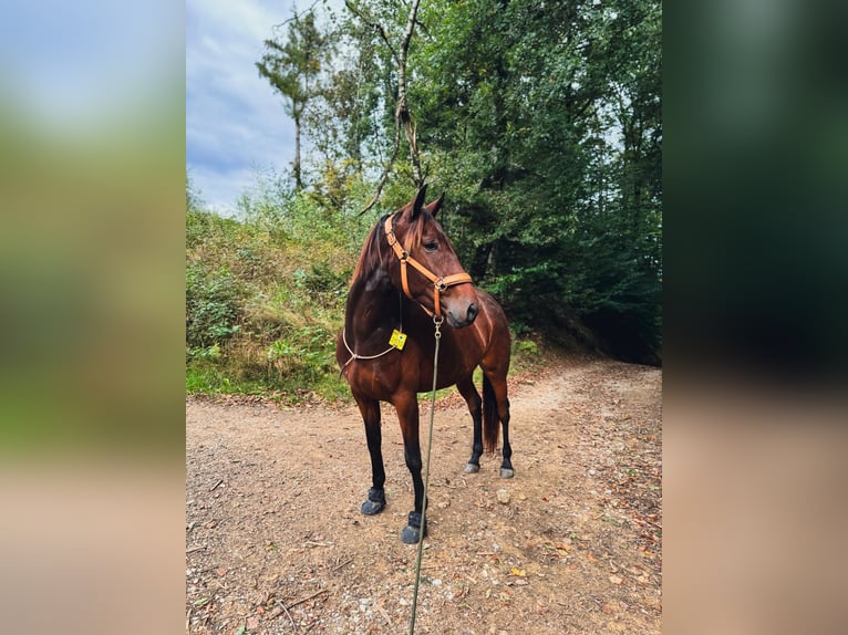 Lusitanien Jument 4 Ans 154 cm Bai in Bielefeld