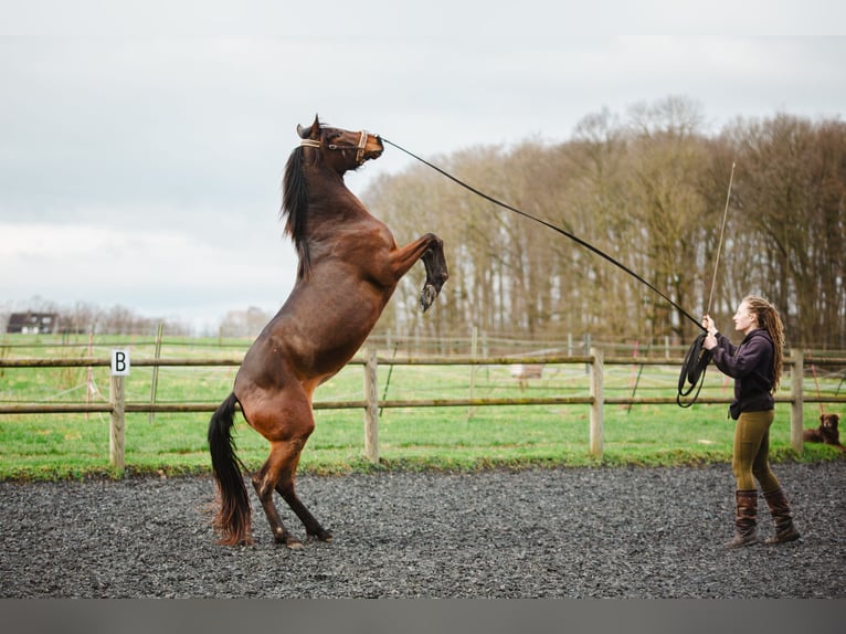 Lusitanien Jument 4 Ans 154 cm Bai in Bielefeld