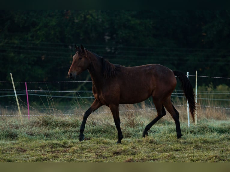 Lusitanien Jument 4 Ans 154 cm Bai in Bielefeld