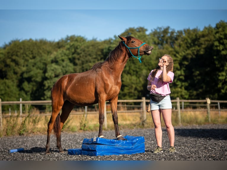 Lusitanien Jument 4 Ans 154 cm Bai in Bielefeld