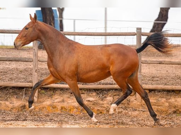 Lusitanien Jument 4 Ans 155 cm Bai clair in Estremoz, Alentejo