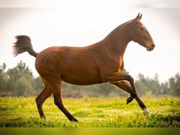 Lusitanien Jument 4 Ans 155 cm Bai clair in Estremoz, Alentejo