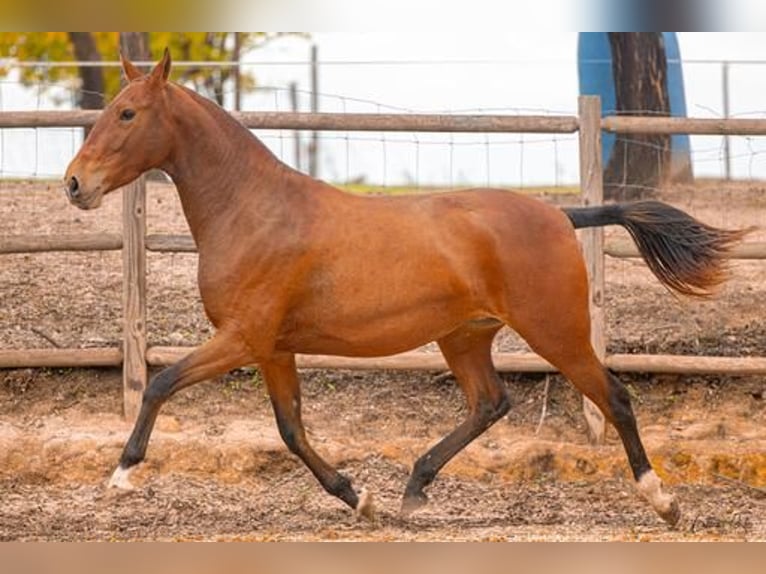 Lusitanien Jument 4 Ans 155 cm Bai clair in Estremoz, Alentejo