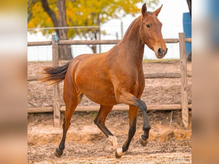 Lusitanien Jument 4 Ans 155 cm Bai clair in Estremoz, Alentejo