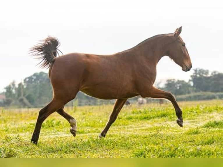 Lusitanien Jument 4 Ans 155 cm Bai clair in Estremoz, Alentejo