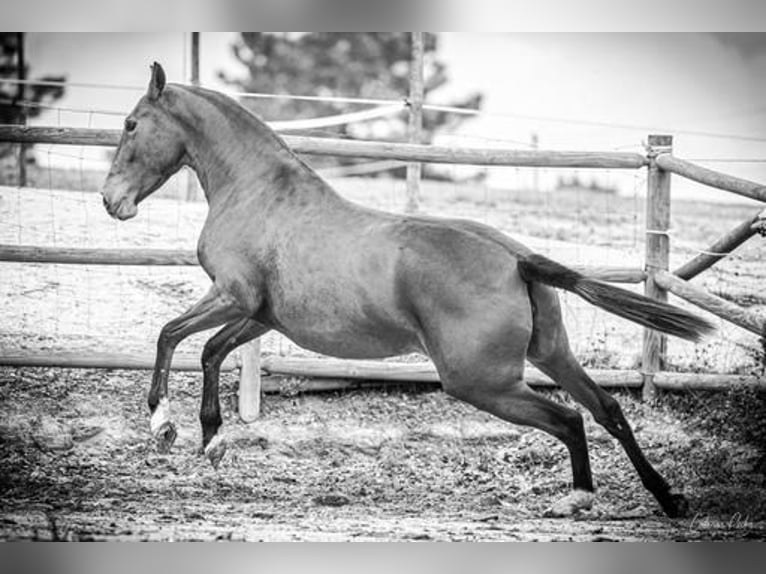 Lusitanien Jument 4 Ans 155 cm Bai clair in Estremoz, Alentejo