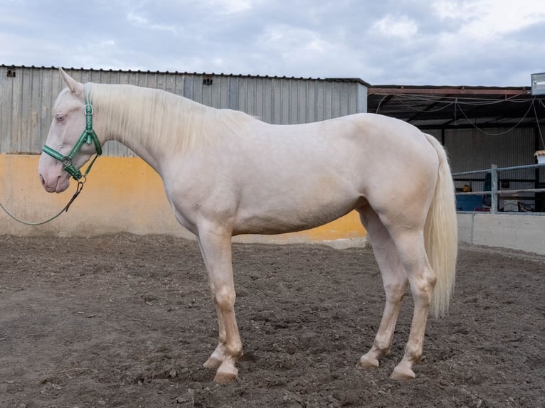 Lusitanien Jument 4 Ans 155 cm Cremello in Martfeld