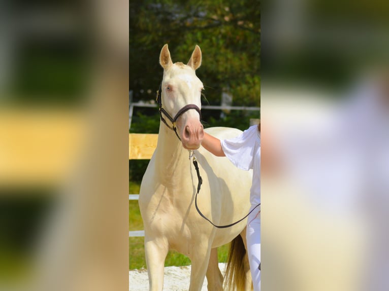 Lusitanien Jument 4 Ans 155 cm Perlino in CAPTIEUX