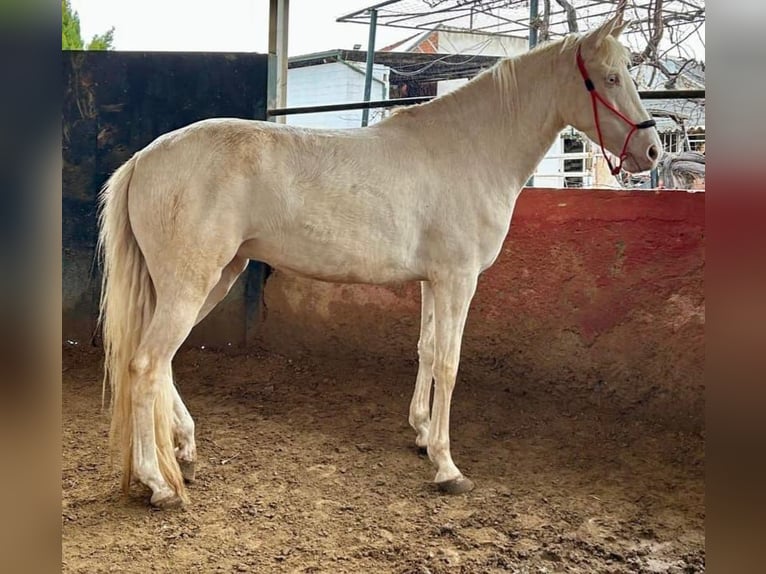 Lusitanien Jument 4 Ans 156 cm Cremello in Chiclana de la Frontera