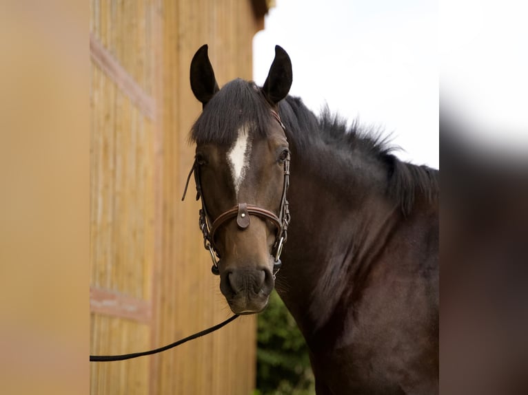 Lusitanien Jument 4 Ans 157 cm Bai brun in Gosné