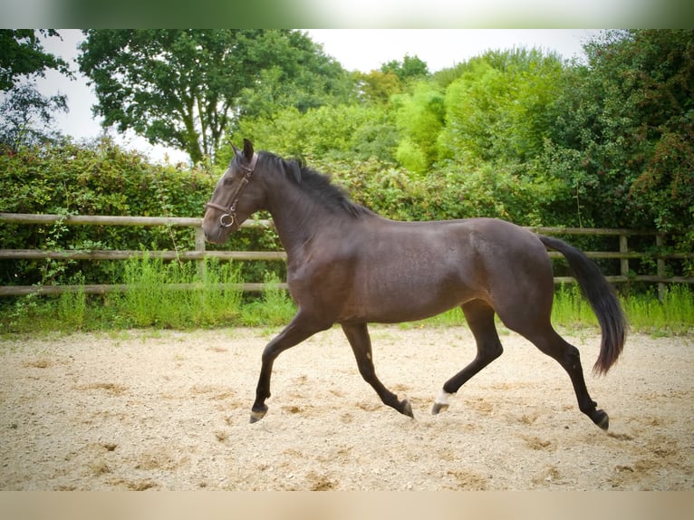 Lusitanien Jument 4 Ans 157 cm Bai brun in Gosné