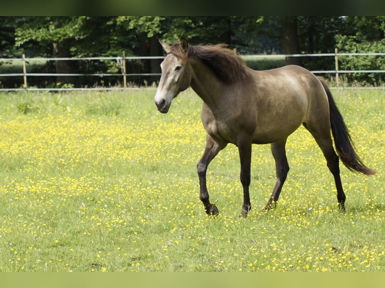 Lusitanien Jument 4 Ans 157 cm Isabelle in Halle Westfalen