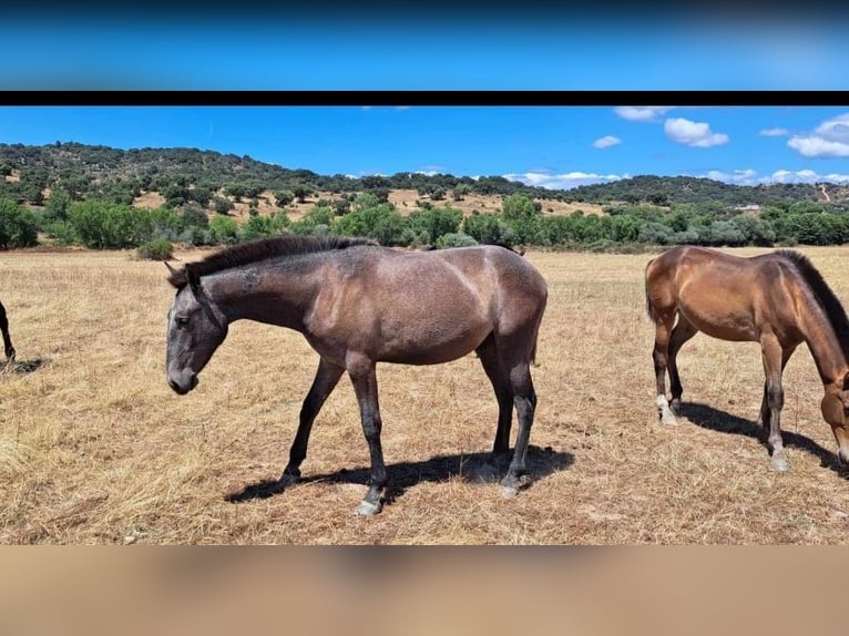 Lusitanien Jument 4 Ans 158 cm Isabelle in Branco
