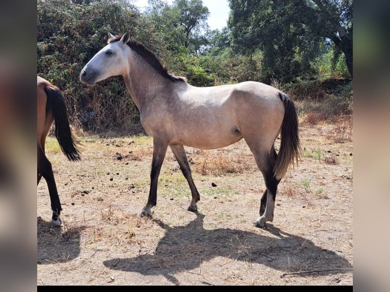 Lusitanien Jument 4 Ans 158 cm Isabelle in Branco