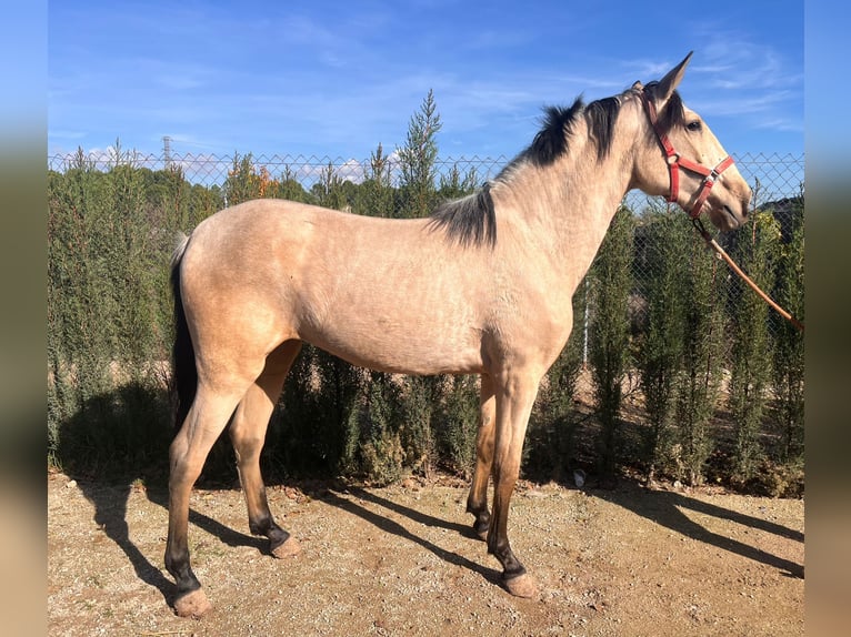 Lusitanien Jument 4 Ans 160 cm Buckskin in Buckow