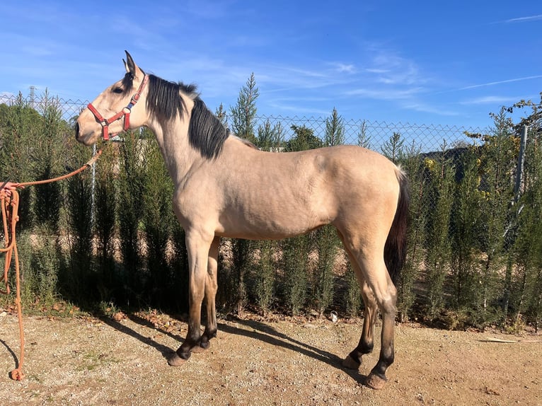 Lusitanien Jument 4 Ans 160 cm Buckskin in Buckow