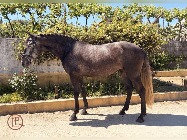 Lusitanien Jument 4 Ans 160 cm Gris noir in Amarante