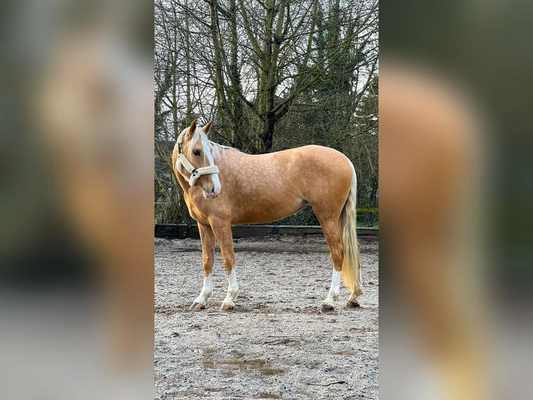 Lusitanien Jument 4 Ans 160 cm Palomino in Rommerskirchen