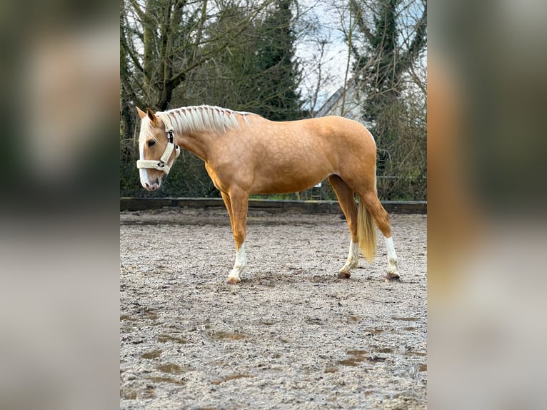 Lusitanien Jument 4 Ans 160 cm Palomino in Rommerskirchen