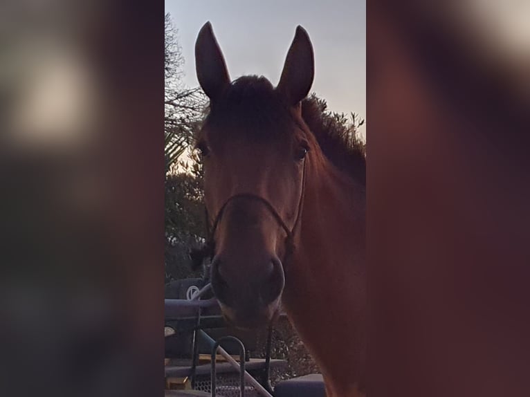 Lusitanien Jument 4 Ans 162 cm Bai in Chiclana de la Frontera